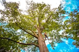 Best Hazardous Tree Removal  in Pennington, NJ