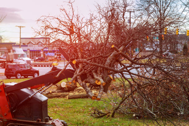 How Our Tree Care Process Works  in  Pennington, NJ