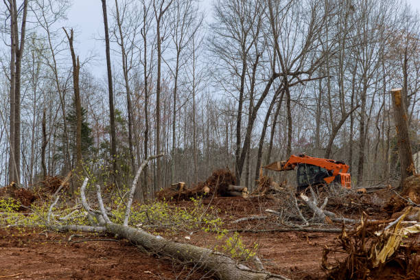 Best Tree Preservation Services  in Pennington, NJ