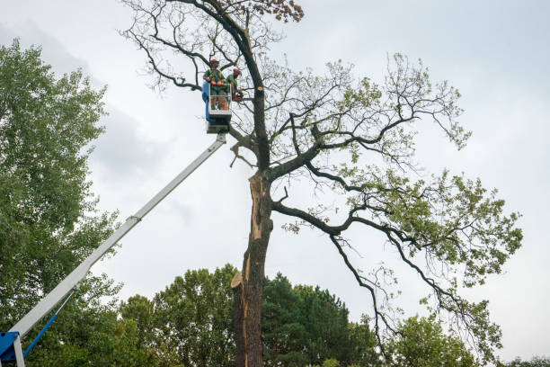 Best Tree Health Inspection  in Pennington, NJ