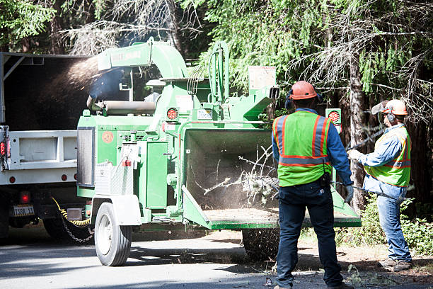 Pennington, NJ Tree Services Company