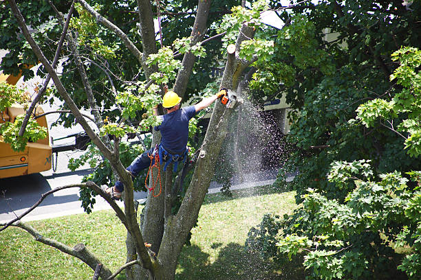 Best Tree Maintenance Programs  in Pennington, NJ